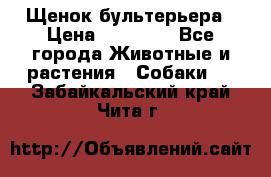 Щенок бультерьера › Цена ­ 35 000 - Все города Животные и растения » Собаки   . Забайкальский край,Чита г.